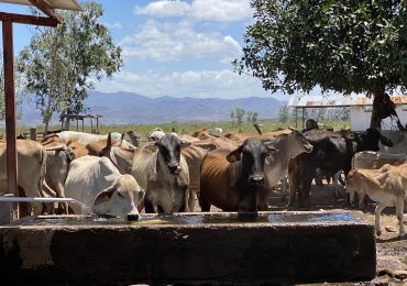 Système de pompe solaire pour l’approvisionnement en eau du bétail
